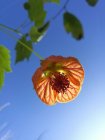 AbutiloN_image_abutilon_abutilon.jpg