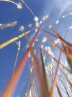 AndropogoN_andropogon.jpg