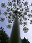 CarottE_image_carotte_carotte.jpg