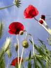 CoquelicoT_coquelicot_20190516_092838_resultat.jpg