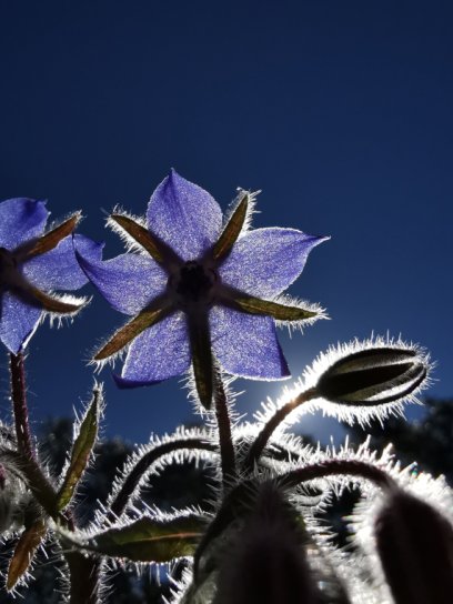 image Bourrache96web.jpg (0.4MB)