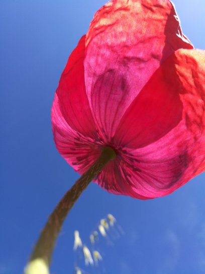 image Pavot96web.jpg (0.7MB)