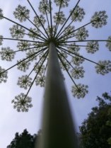 image carotteweb.jpg (0.1MB)