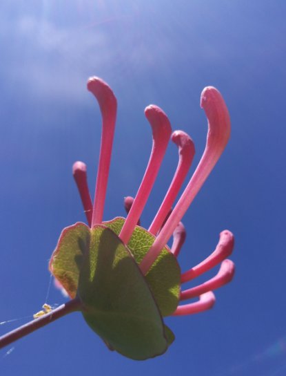 image chevrefeuille96web.jpg (0.2MB)