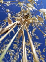 image folleavoine96web.jpg (0.3MB)