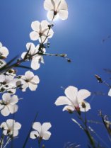 image linblancweb.jpg (92.2kB)