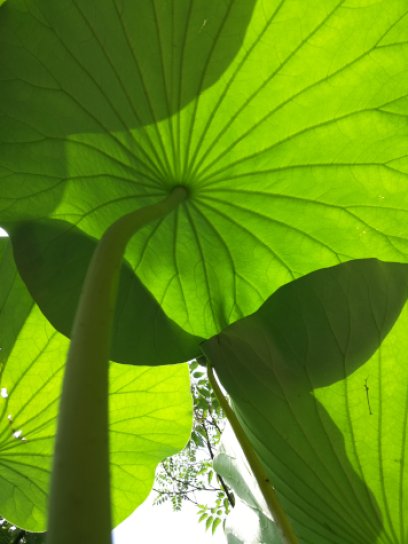 image lotusweb96.jpg (0.2MB)