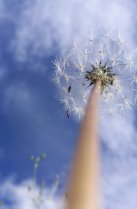 image pissenlitweb.jpg (0.1MB)