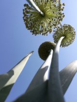 image poireauweb.jpg (98.8kB)