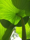 LotuS_image_lotus_lotus.jpg